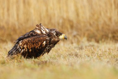 Beyaz kuyruklu kartal vahşi doğada