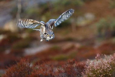 Kuş, hayvan, baykuş, yaklaşın.