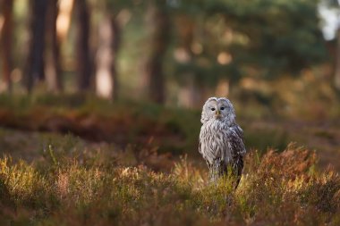 Kuş, hayvan, baykuş, yaklaşın.