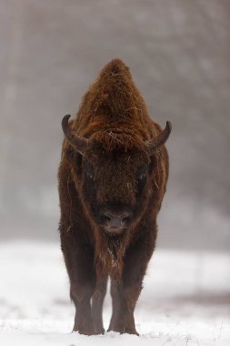 Avrupa 'da yaşayan en büyük memeli bizon (Bizon bonasus).