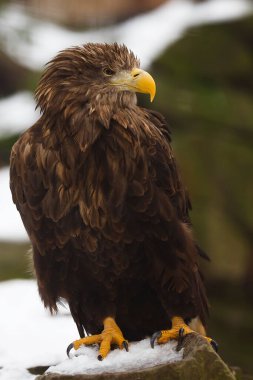 vahşi doğada kartal