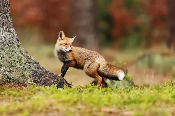 Raposa Vermelha Floresta Durante Dia — Fotografia de Stock