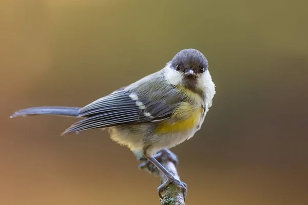 Great Tit Portrait Wild Nature — 图库照片