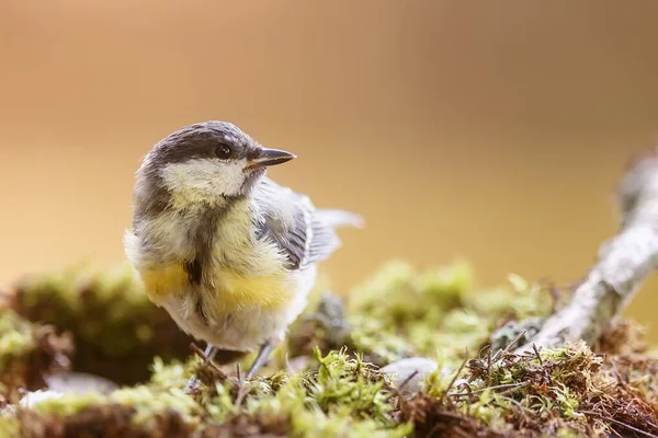 Great Tit Portrait Wild Nature — Stockfoto