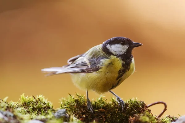 Great Tit Portrait Wild Nature — Stok fotoğraf