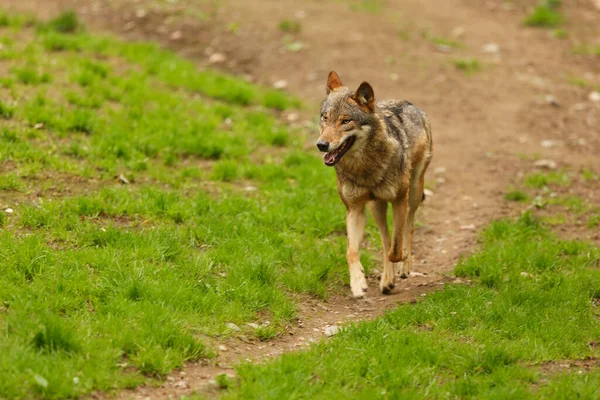 Grijze Wolf Canis Lupus — Stockfoto