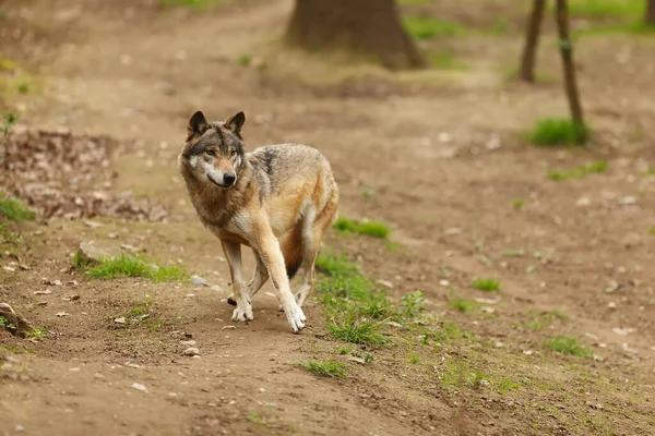 Lobo Gris Canis Lupus — Foto de Stock