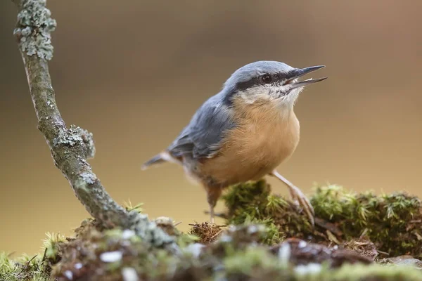 Nuthatch Eurasiatico Sitta Europaea — Foto Stock