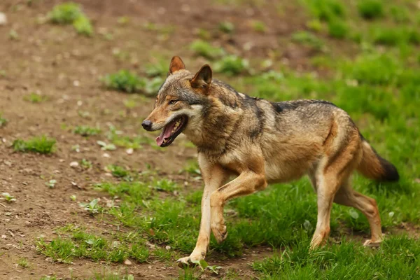 Lobo Cinzento Canis Lupus — Fotografia de Stock