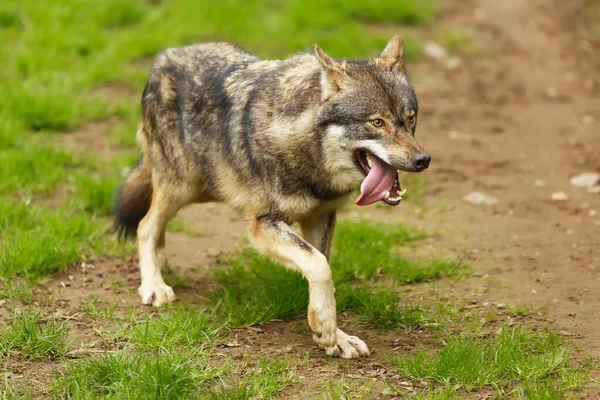 Lobo Gris Canis Lupus — Foto de Stock