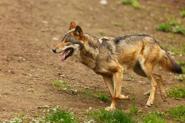 Lobo Cinzento Canis Lupus — Fotografia de Stock