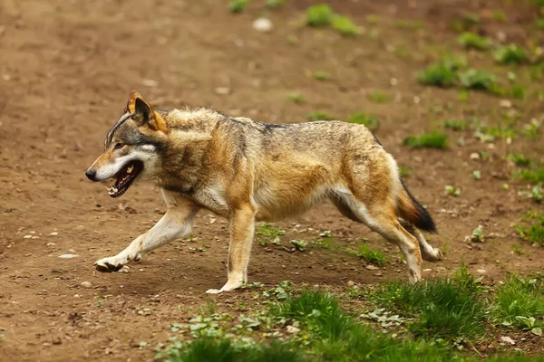Šedý Vlk Canis Lupus — Stock fotografie
