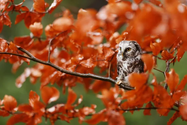 Bird Fauna Owl Close — Zdjęcie stockowe