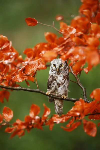 Bird Fauna Owl Close — ストック写真