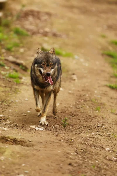 Grauwolf Canis Lupus — Stockfoto