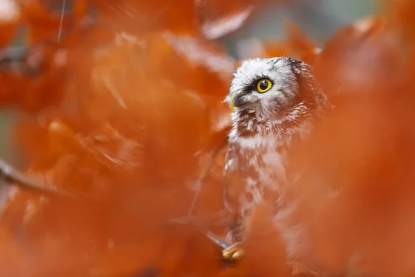 Bird Fauna Owl Close — 스톡 사진