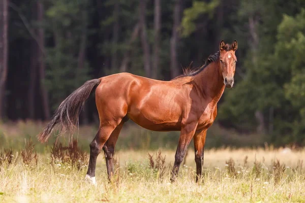 Wild Paard Een Weide Het Platteland — Stockfoto