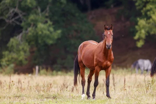 Wild Paard Een Weide Het Platteland — Stockfoto