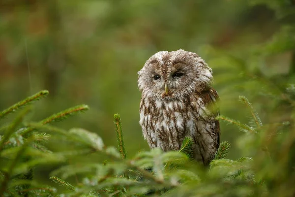 Bird Fauna Owl Close — Stock Fotó