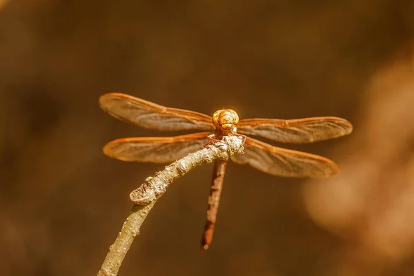 Closeup Dragonfly Sitting Plant — Stok fotoğraf