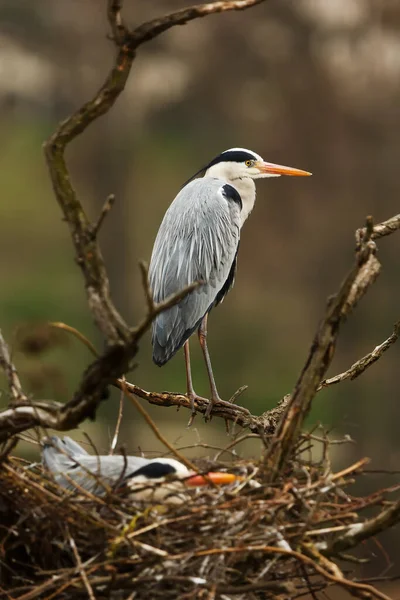 Grey Heron Ardea Cinerea Wild — Stockfoto