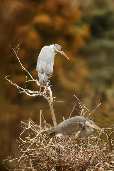 Grey Heron Ardea Cinerea Wild — Stockfoto