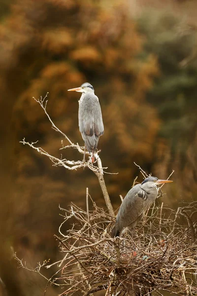 Grey Heron Ardea Cinerea Wild — Fotografia de Stock