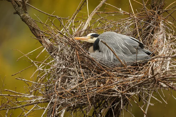 Grey Heron Ardea Cinerea Wild — Stockfoto