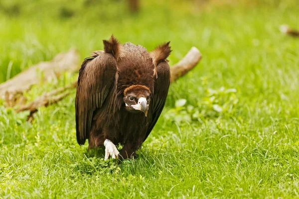 Vulture Portrait Wild Nature — стоковое фото