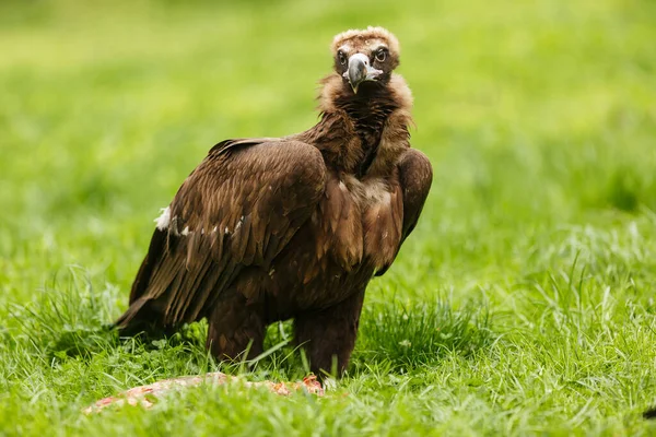 Vulture Portrait Wild Nature — Foto de Stock