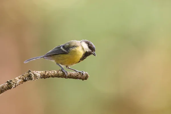 Eurasian Tit Bark Tree — стоковое фото