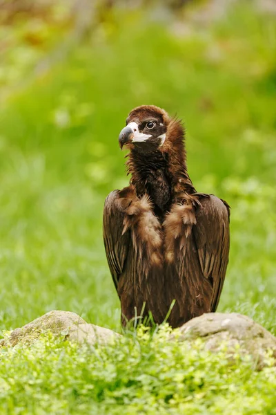 Vulture Portrait Wild Nature — Foto de Stock