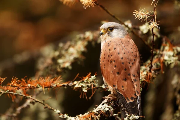 Saker Falcon Portrait Wild Nature — Photo