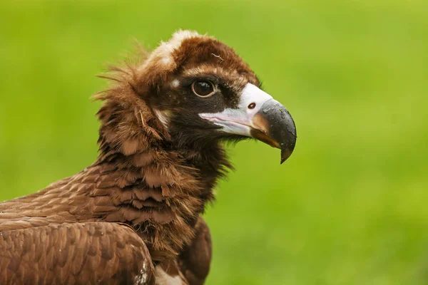 Vulture Portrait Wild Nature — Stock Photo, Image