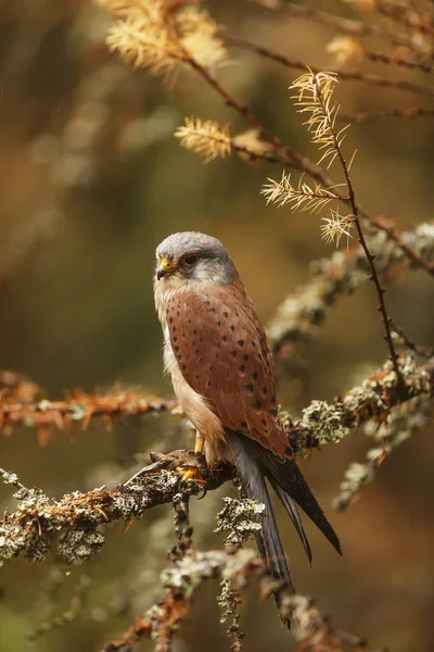 Saker Falcon Portrait Wild Nature — Stockfoto