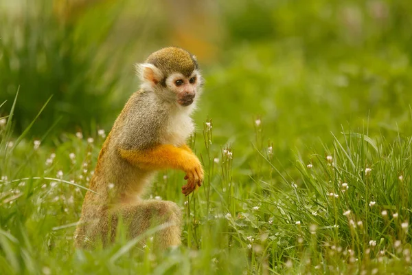 Common Squirrel Monkey Wild Nature — 스톡 사진