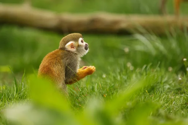 Common Squirrel Monkey Wild Nature — 스톡 사진