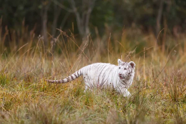 White Tiger Cub Portrait Wild Nature — Stock Photo, Image