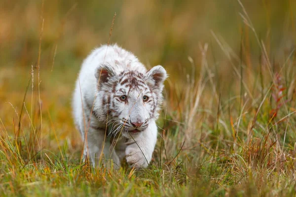White Tiger Cub Portrait Wild Nature — Fotografia de Stock
