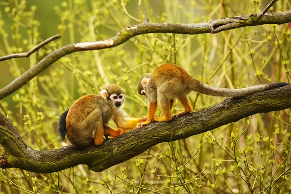 Common Squirrel Monkeys Wild Nature — 스톡 사진