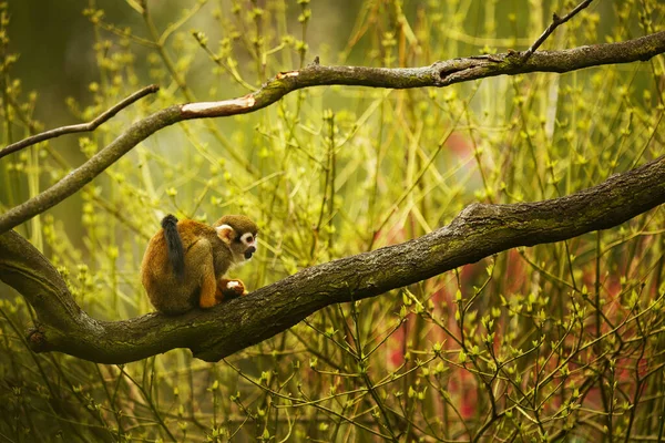 Common Squirrel Monkey Wild Nature — 스톡 사진