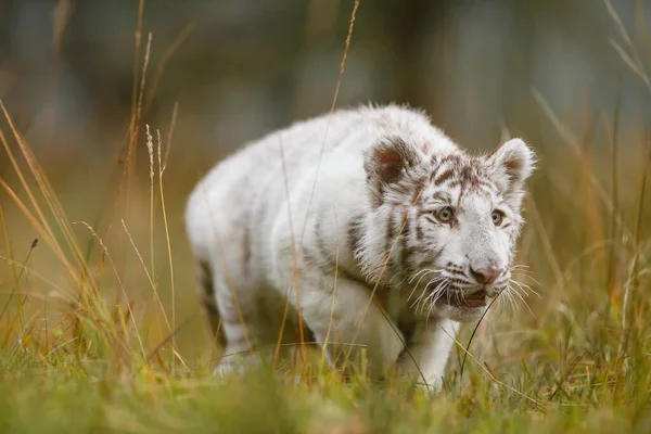 White Tiger Cub Portrait Wild Nature — Fotografia de Stock