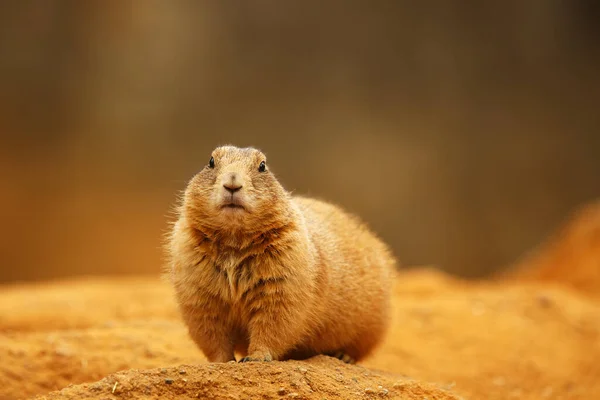 Small Mammal Marmot Wild — Foto de Stock