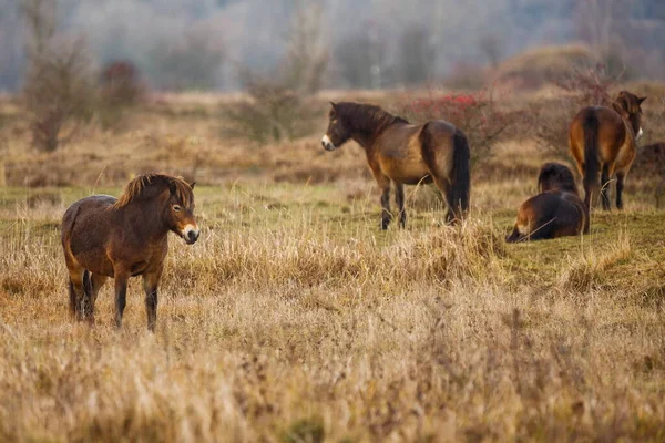 Equus Ferus Przewalskii Mongolian Wild Horses Dzungarian Horses — Stockfoto