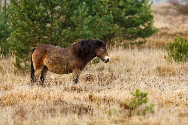 Equus Ferus Przewalskii Mongolian Wild Horse Dzungarian Horse — Stock Photo, Image