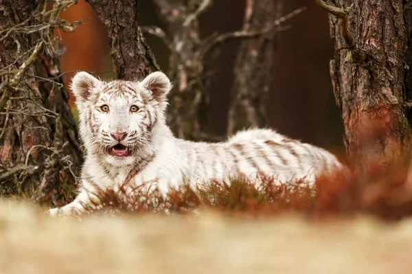 White Tiger Cub Portrait Wild Nature — Stock Photo, Image