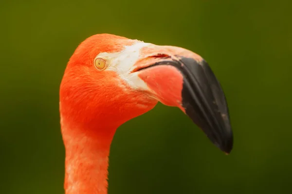 Flamingo Phoenicopterus Ruber Just Awakened Chick — Fotografia de Stock