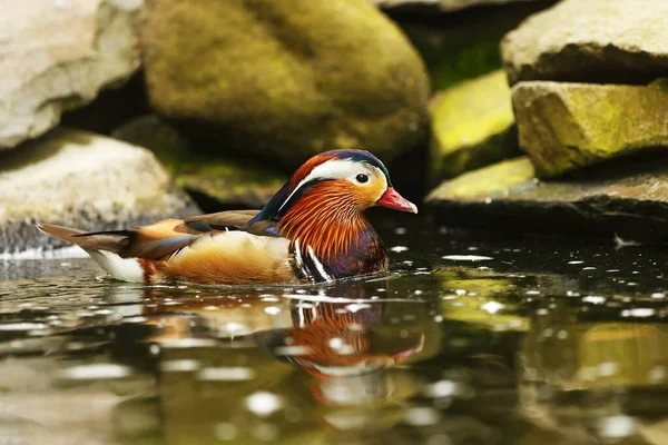 Close Mandarin Duck — стоковое фото