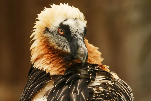 Vulture Portrait Wild Nature — Φωτογραφία Αρχείου