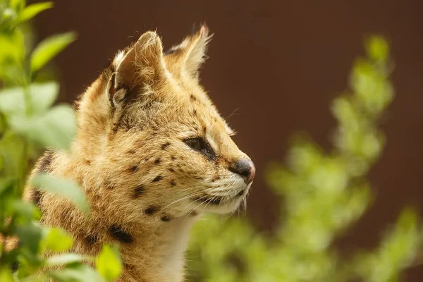 Portrait Cute Wild Cat — 图库照片